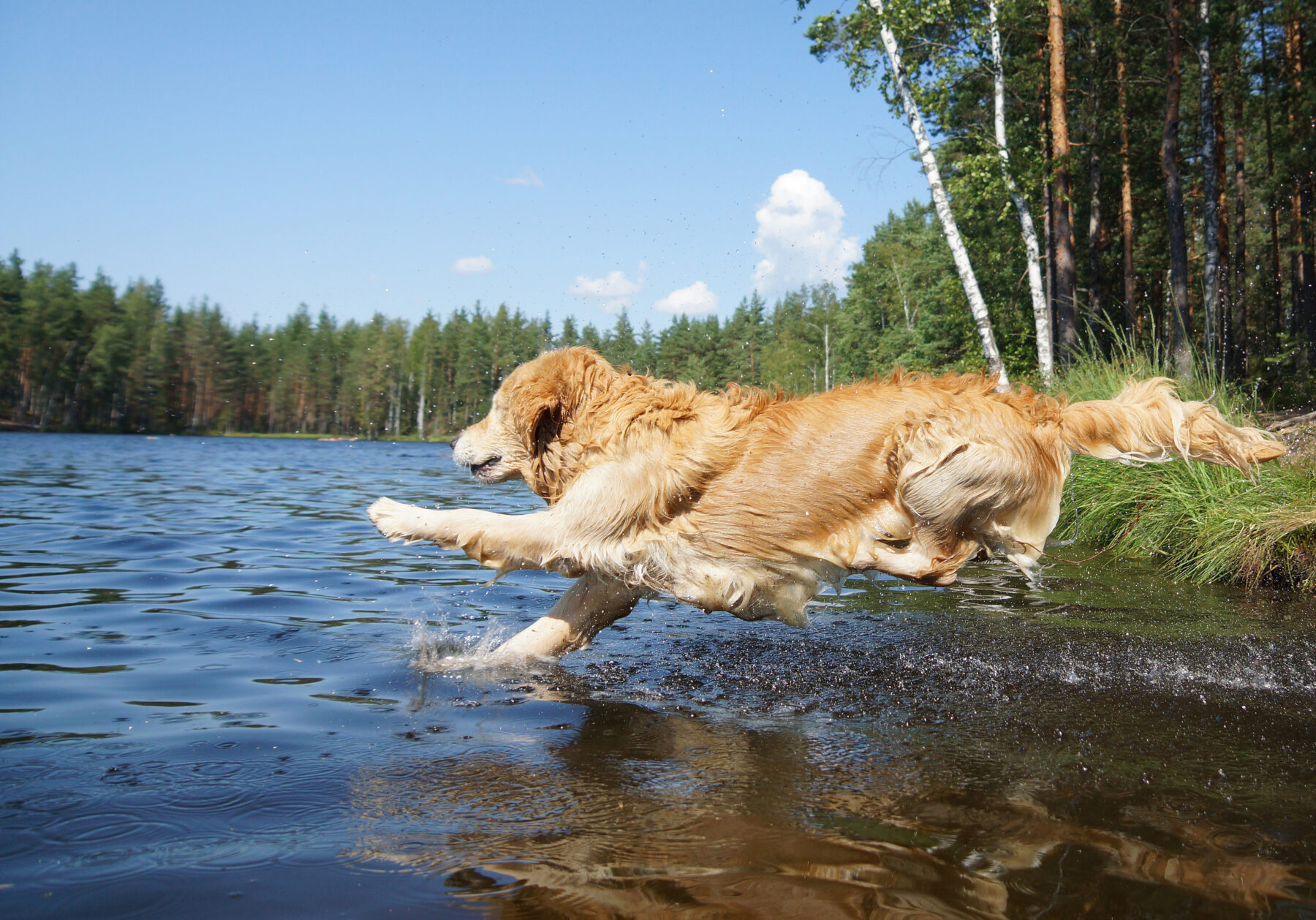 5 Tips to Help You Enjoy a Safe Summer With Your Dog - Maryland ...