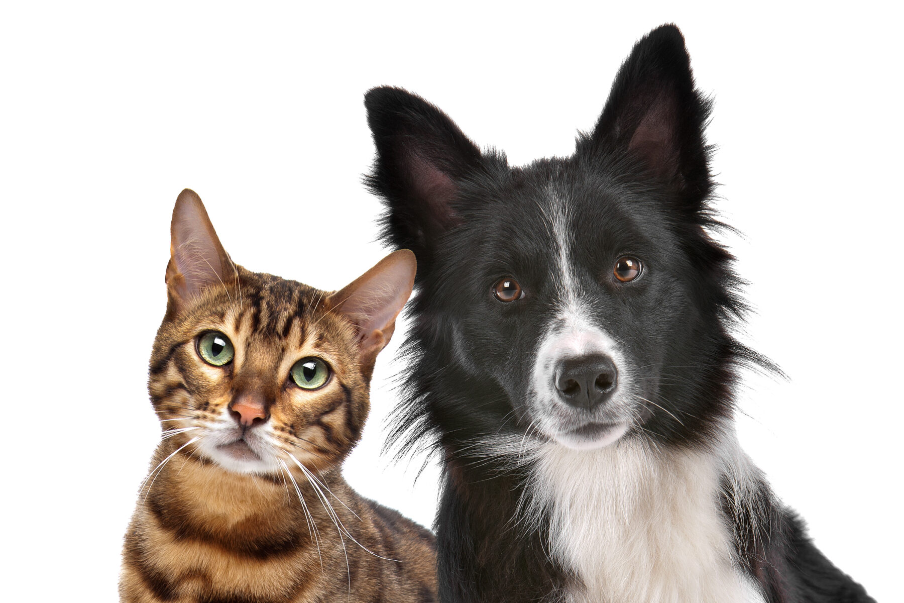 can you give a cat dog antibiotics