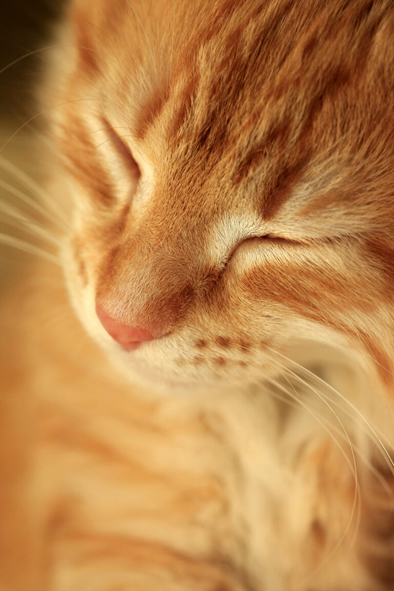 Dealing With Urinary Obstruction in Male Cats - Maryland Veterinary ...