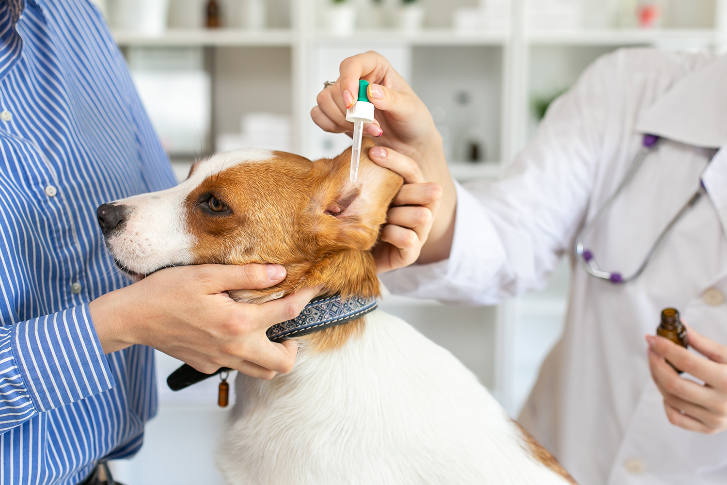 How to Care For Your Dog’s Ears - Maryland Veterinary Surgical Services