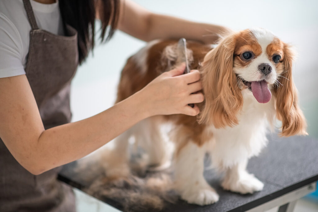 Benign Growths on Dogs - Maryland Veterinary Surgical Services