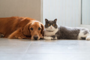 MDVSS Immunizations for Dogs and Cats