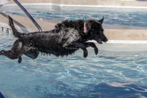 MDVSS Swimming and Fitness Centers for Dogs