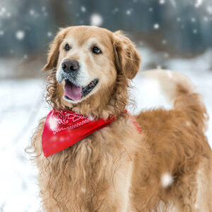 MDVSS Holiday Safety Tips for Pets