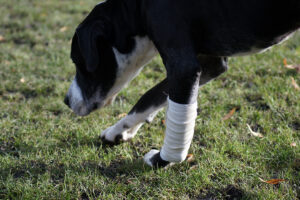 MDVSS Partial Carpal Arthrodesis in Dogs