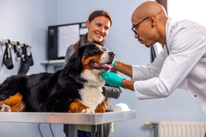 MDVSS Prepare Your Pet for Surgery