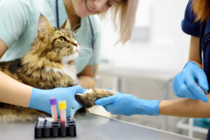 MDVSS Regular Veterinary Checkups